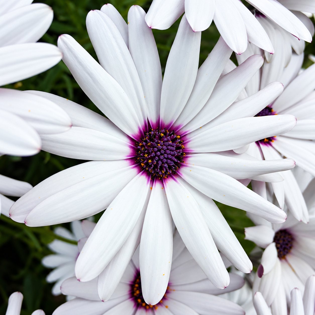 Gros plan sur une marguerite blanche au centre violet foncé, entourée d’autres fleurs blanches sur un feuillage vert.