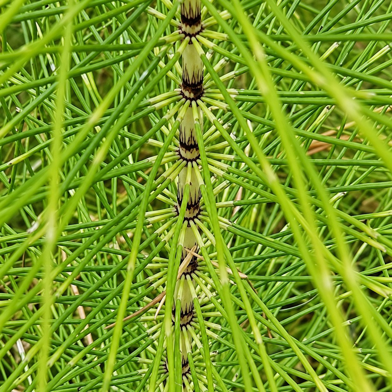 Gros plan sur une plante de type prêle dont les fines tiges vertes en aiguilles entourent une tige centrale segmentée.
