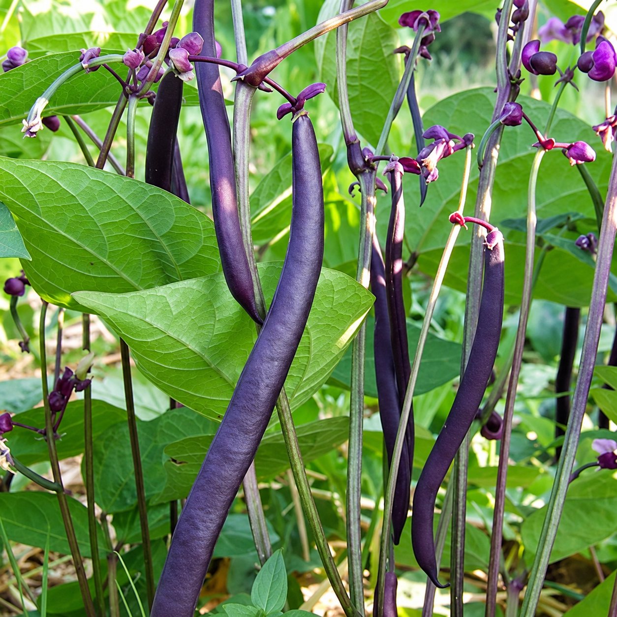 Gros plan sur des gousses de haricots violets suspendues aux plants, entourées de feuilles vertes et de petites fleurs pourpres.